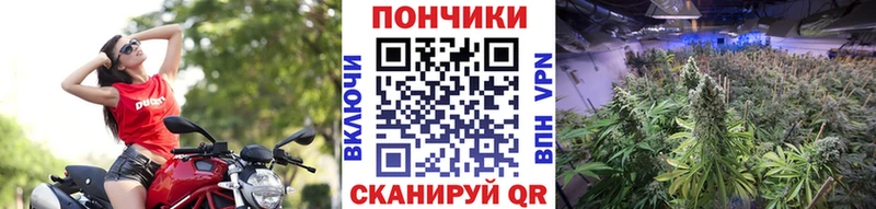 kraken рабочий сайт Сурск Шишки марихуана THC 21%